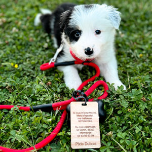 Carte D'Identité En Bois personnalisé avec border collie